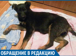 Волгоградка обвиняет врачей в смерти 4-месячного щеночка