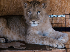 Спасенные в Волгограде два львенка зимой могут остаться без вольера