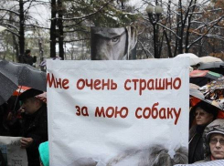 На севере Волгограда орудуют догхантеры