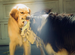 Карантин по бешенству ввели в четырех районах Волгоградской области