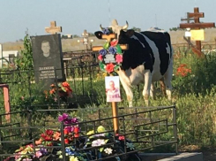 Гуляющие коровы на могилах участников спецоперации и ВОВ оскорбили волгоградцев  