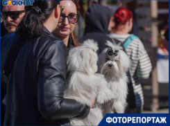 Толпы обожающих своих питомцев собачников собрались в центре Волгограда по важному поводу