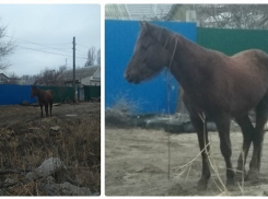 Волгоградец бросил клич о поиске хозяина потерявшегося жеребенка