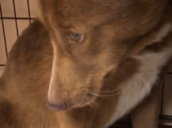 «В легких селезенка, кишки и желудок»: волгоградцы спасают жестоко избитую дворнягу