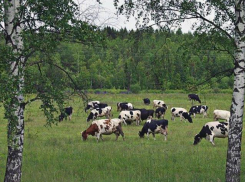 В Калмыкии преступники похитили более 100 коров, чтобы сдать на забой в Волгоградской области