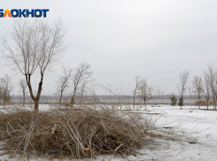 В Центральном парке Волгограда вырубили все деревья