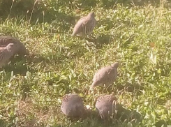 Мамаев курган оккупировали куропатки