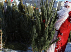 В Волгограде заработали елочные базары