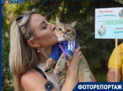 У столичных звезд эстрады нашлись сильные конкуренты в Волгограде