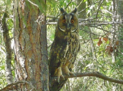 Живодеры застрелили ручную сову на юге Волгограда