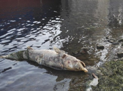 Мертвая белуга полная икры продолжает разлагаться на берегу Волги 