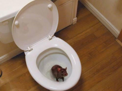 В Волжском неплательщикам перекрывают слив в унитазе