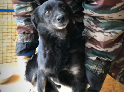 «Даже еле живая ползла к своим хозяевам»: преданность дворняги довела до слез волгоградцев