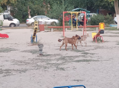 «Ну тараканов же травим»: волгоградец рассказал, почему не понимает зоозащитников