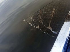 300 кг живой рыбы нашли в волгоградских сетях 