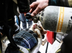 Волгоградские МЧСники провели человеческую реанимацию спасенному на пожаре коту