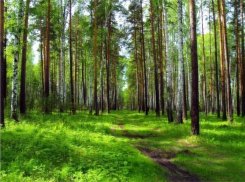 В Волгоградской области от насекомых обработали более 7 тысяч гектаров территории