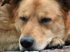 Волгоградских бродячих собак отстреливать не будут