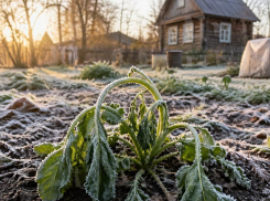Как спасти огород после майских заморозков — только проверенные советы