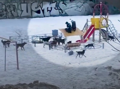 В Волгограде стаи бродячих собак нападают на людей: облздрав призвал население прививаться от бешенства