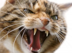 На севере Волгограда агрессивный кот напал на хозяйку 