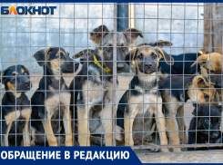Массовый своз бродячих собак заметили на юге Волгограда