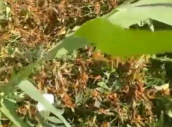 Полчища саранчи на подступах к Волгограду сняли на видео