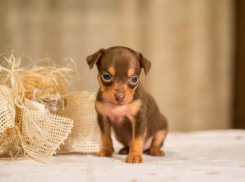 Страх перед собаками испытывает большая часть жителей Волгограда