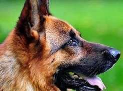 Послушная и артистичная: Казачий театр в Волгограде ищет собаку-актрису