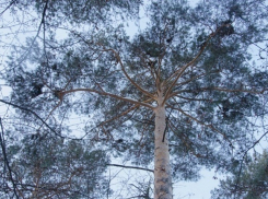 Житель Волгоградской области со страху закопал приятеля в лесу