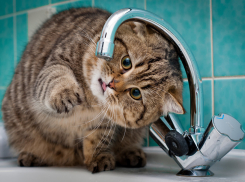 На юге Волгограда отключат воду