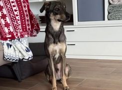 Дворняжка из Волгограда переехала на ПМЖ в Германию