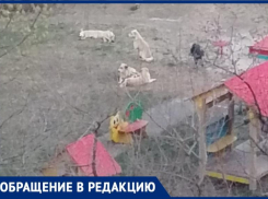 Стая собак напала на беременную волгоградку
