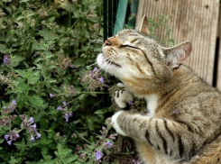 Волгоградцы наслаждаются похолоданием до +9ºС