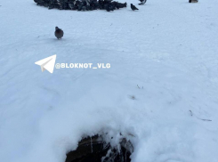 Жуткий колодец рядом с зимующими утками добавил стресса волгоградцам