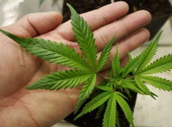 Волжанин хранил на острове 2 тысячи доз марихуаны