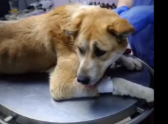 Волгоградцы вышвырнули на улицу еле живого алабая