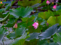 Для волгоградцев проведут цикл бесед о сохранении природы