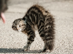 Волгоградские спасатели ловили агрессивного кота