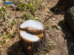 Аллею именных пней под Волгоградом спешно замазали краской