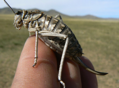 «Через 100 лет в мире не останется насекомых» - утверждают ученые