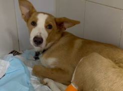 В Волгограде живодеры выбросили щенка с четвертого этажа