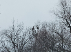 Редкий хищник начал выращивать потомство в Волгоградской области