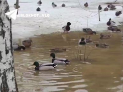 «Болото» с зимующими утками появилось на Семи Ветрах в Волгограде