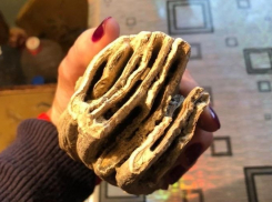 «Это кости мамонта»: под Волгоградом нашли археологические артефакты