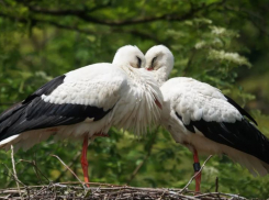 Моногамные белые аисты все еще встречаются на территории Волгоградской области