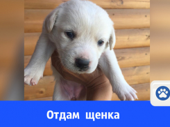 Кому собаку?