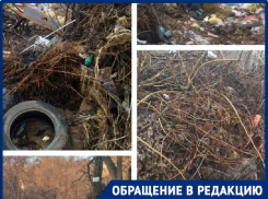 «У нас крысы пешком ходят!»: как перекладывание ответственности множит антисанитарию в Волгограде 