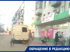 На видео стая бездомных собак терроризирует жителей Красноармейского района