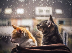 В Волгоградской области тепло и непродолжительный дождь 